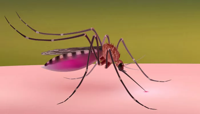 What are the symptoms of Malaria and how to prevent it?