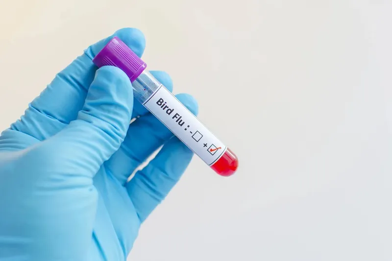 Bird Flu: A nightmare for non-vegetarians?